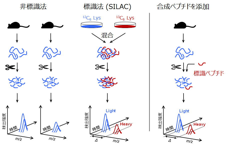 今さら聞けない プロテオミクスの基礎 「タンパク質バンドの同定 受託